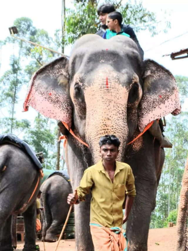 யானைகளுடன் நெருங்கி பழகலாமா? தென்னிந்தியாவின் சில சிறந்த யானை முகாம் இதோ!