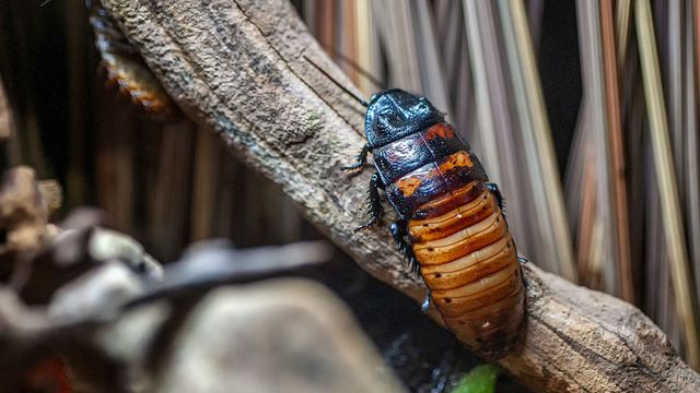 german cockroaches evolved to live in human homes and buildings 387377