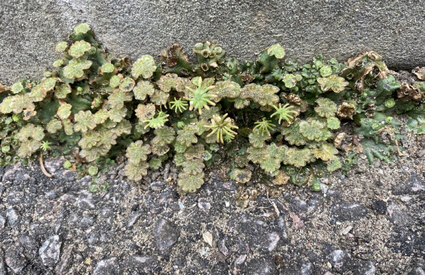 Marchantia polymorpha liverwort colony growing in an urban environment Phil Carella