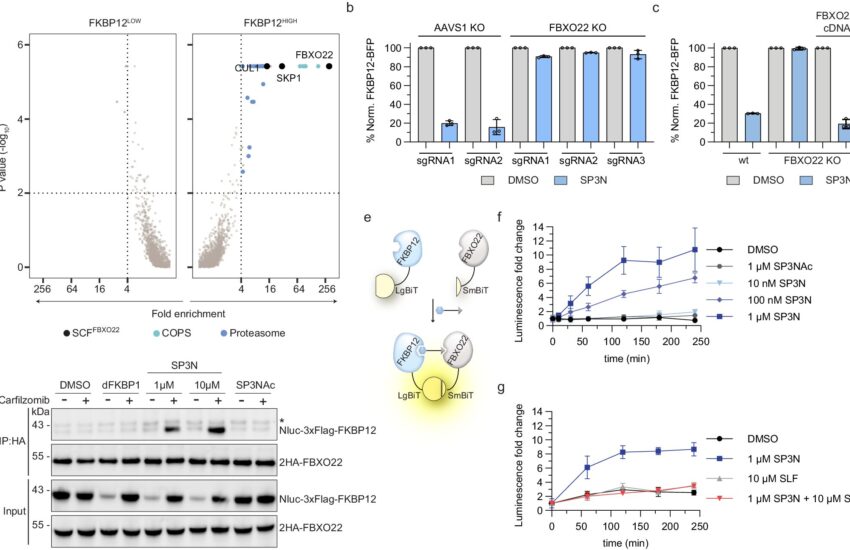 targeted protein degra