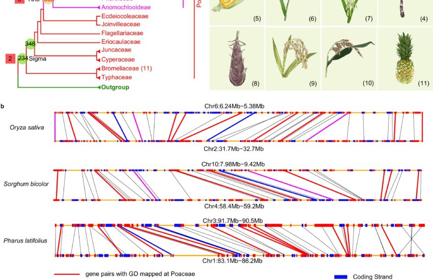 how duplicated genomes